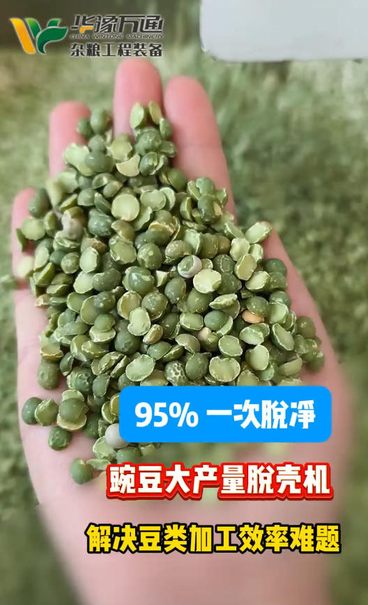 客戶來料測試豌豆脫殼機效果-非常滿意