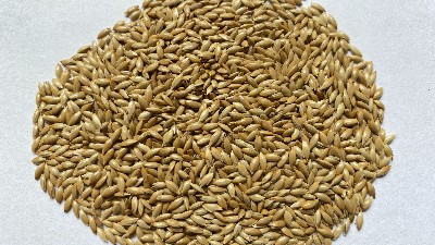 血燕麥脫殼機解決“黑金谷”燕麥加工廠脫殼技術難題