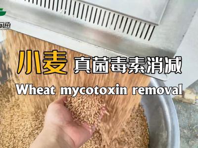華豫萬通真菌毒素消減機為全球糧食安全儲存保駕護航！